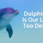 Dolphins: Is Our Love Too Deep? documentary poster